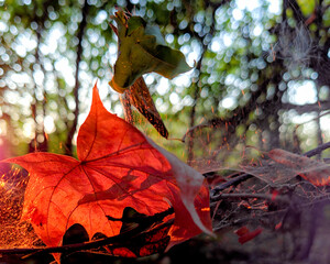 red autumn leaf lies on dry branches