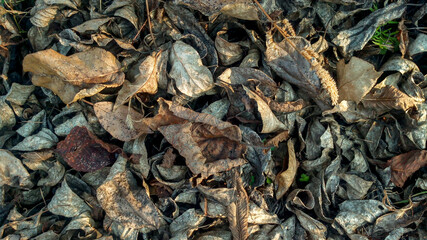 Gray fallen leaves close up