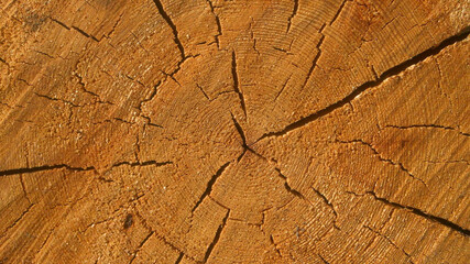 Texture of a tree cut in close-up