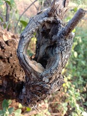 trunk of a tree