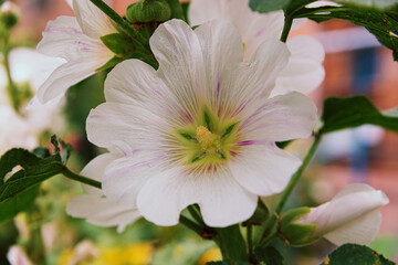White mallow flower in a flowerbed against a background of green leaves