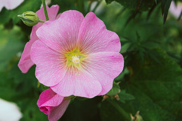 Pink mallow flower in a flowerbed against a background of green leaves