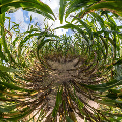 tiny planet transformation of spherical panorama 360 degrees. Spherical abstract aerial view on...
