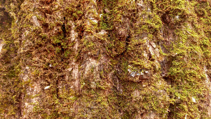 close-up moss on larch bark