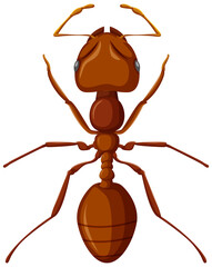 Fire ant isolated on white background