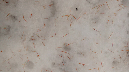 Fallen larch needles on the background of wet snow