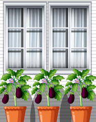 Three eggplants plants in pots on window background