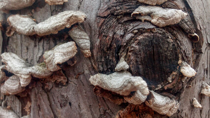 Bjerkandera adusta close-up of larch trees