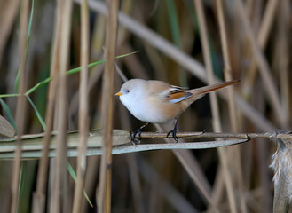 Male and female bearded reedling (Panurus biarmicus) are shot close-up in dense reed beds and against a beautiful blurred background. Soft morning light