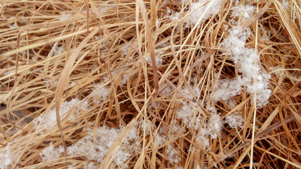  grass under fluffy snow