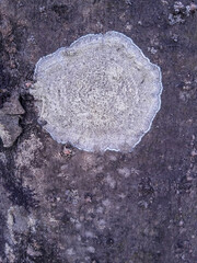 lichens Lecanora close up