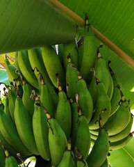  Raw bananas that have not been harvested