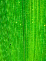 Lines and patterns on green leaves