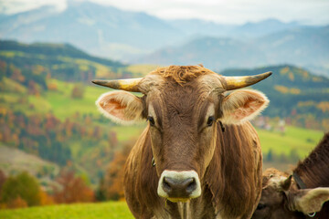 Kuh - Hörner - Allgäu - Herbst - Alpen