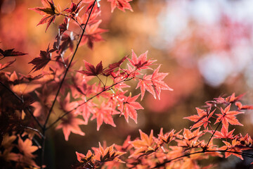 紅葉