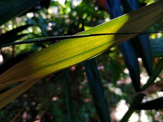 Young leaves of palm trees in the forest When exposed to sunlight