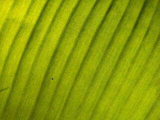 Lines and patterns on banana leaves