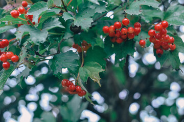 holly berries of snow