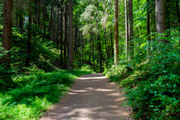 Fototapeta na wymiar Forest Path in Saxon Switzerland, Germany