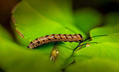 Beautiful pattern Caterpillar