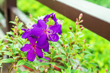 Close up of purple Balsam or Impatiens balsamina flower plant and green leaves in the morning sunlight on a blurred green natural background and copy space for your text.