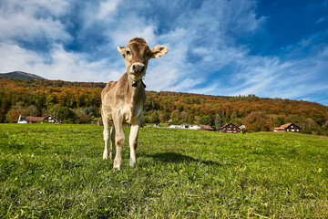 Obraz premium Junge Küh schaut neugierig - Biobauernhof 