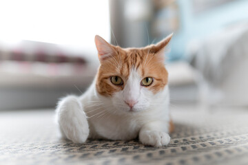 Primer plano. Gato blanco y marrón con ojos amarillos acostado en la alfombra , mira a la cámara
