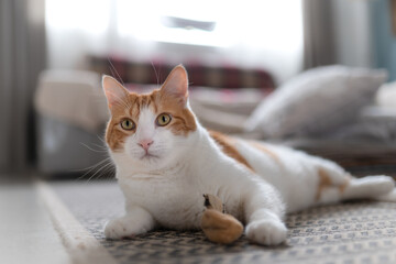 Primer plano. Gato blanco y marrón con ojos amarillos acostado en la alfombra juega con un juguete de gato