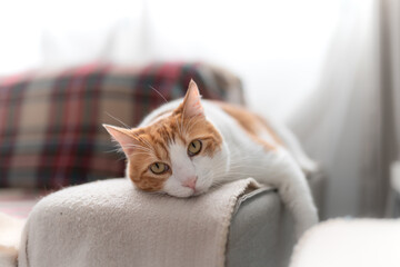 Primer plano. Gato blanco y marrón con ojos amarillos acostado en el sofa, mira a la cámara