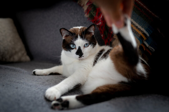un gato blanco y negro con ojos azules muestra molestia cuando una mano levanta su pata