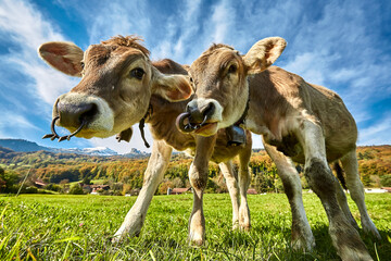 Junge K&uuml;he schauen neugierig - Biobauernhof 