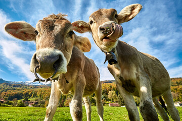 Junge Kühe schauen neugierig - Biobauernhof 