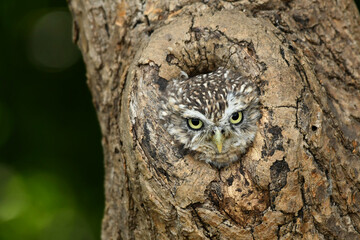 Little owl portret in the hole in the old tree