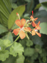 Geranium flower in the garden