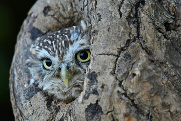 Little owl portret in the hole in the old tree