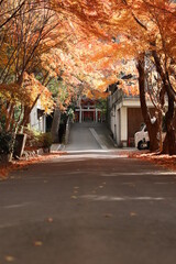 神社の秋
