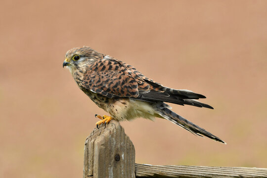 Face to face with female common kestrel