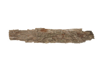Piece of dry pine tree isolated on white background