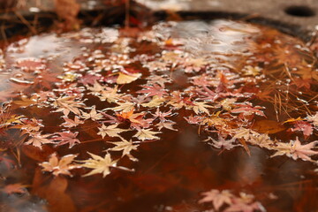 水に浮く紅葉