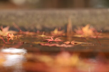 水に浮く紅葉
