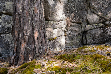 Trunk of a pine tree on the background of the rocks, in the sun.