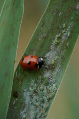 ladybug on a leaf