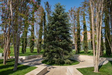 Abies concolor or white fir. Large evergreen tree in surrounded by tall lagerstremia bushes. Public landscape "Galician Park" for recreation and walks. City Park of Krasnodar or Galitsky Park.