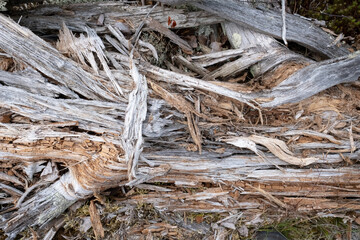 Rotten tree trunk rotted to dust, outdoors. Top view. 