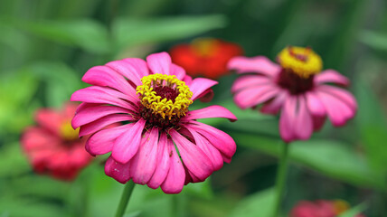 Red and Pink beautiful zinnia flower with natural green bokeh leaves flower bouquet background in the morning spring time, the botanical garden, plant of the sunflower tribe within the daisy family.