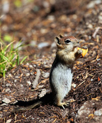 Chipmunk eating a corn chip Crater Lake Oregon
