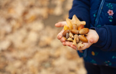 There are acorns in children's hands