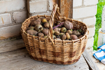Wicker basket with planting potatoes. Planting potatoes in the spring.