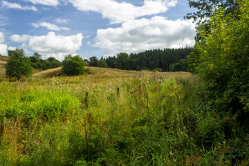 A grassy meadow with trees a blue sky with white clouds