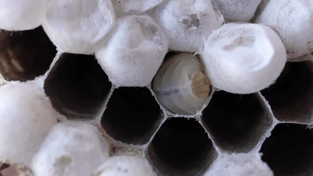 Asian hornet larva moving in nest